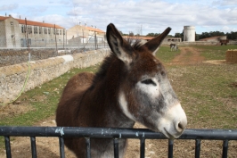 Las Cortas. Granja Escuela