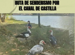 Ruta de Senderismo por el Canal de Castilla  en Medina de Rioseco