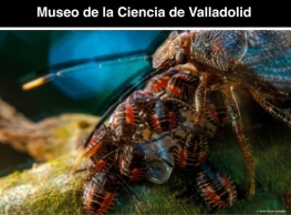Exposición: “Vida salvaje en imágenes”